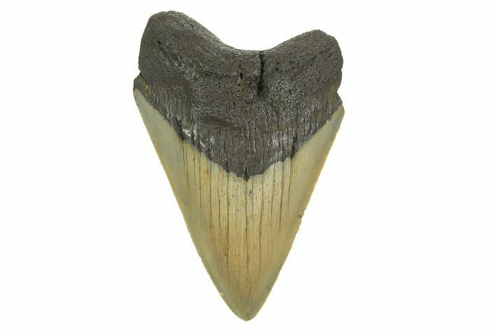 Serrated, Fossil Megalodon Tooth - North Carolina #298879